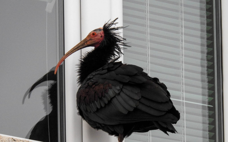 Ženka ćelavog ibisa uginula od traume na zatiljku glave