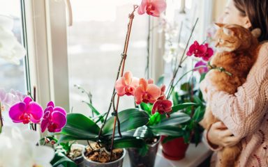 Ove kućne biljke sigurne su za vaše ljubimce