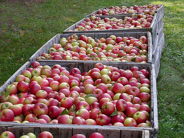 Urod jabuka najmanji u zadnjih 40 godina