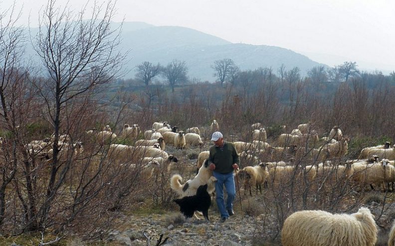 Uzurpatori državnog zemljišta ugrožavaju stočarstvo u Otišini