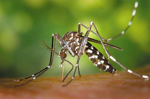 Dezinsekcija tabletama protiv komaraca