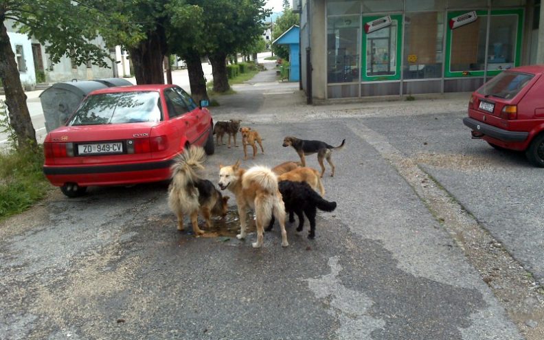 Psi lutalice u Gračacu napadaju životinje!