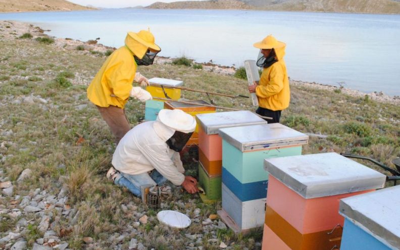 Za školu pčelarenja interes pokazalo 200 pčelara, a besplatno školovanje dobiva njih 30-orica