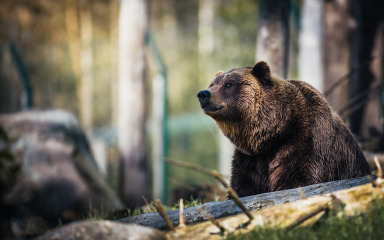 U Italiji pronađen mrtav džoger, ubio ga medvjed