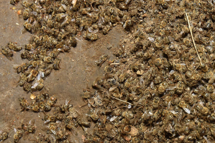 Novi veliki pomor milijuna pčela na sjeveru Hrvatske