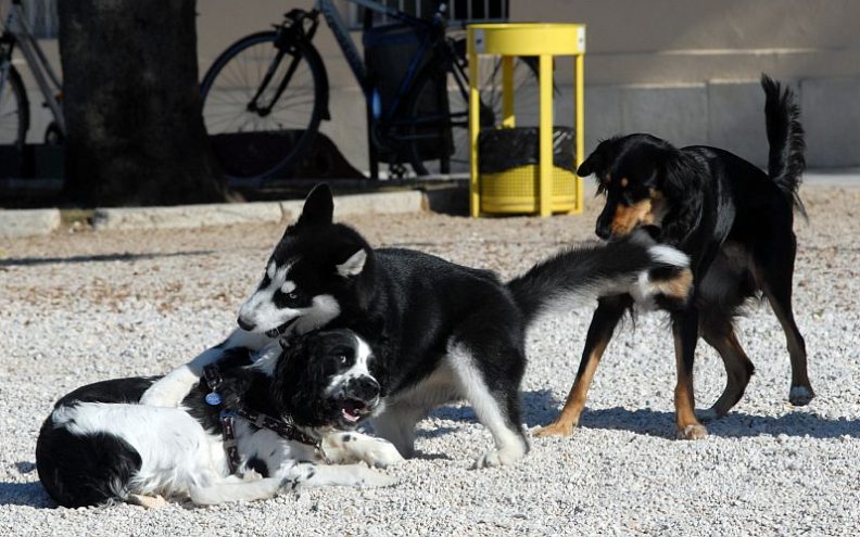 Cijepite svog psa protiv bjesnoće!