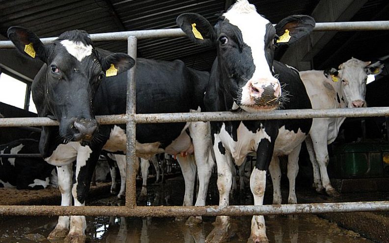 Jakovina: Proizvođači mlijeka moraju se zadovoljiti otkupnom cijenom