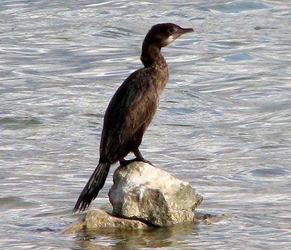 Ugroženi mali vranac našao dom na Vranskom jezeru