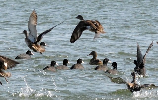 Vransko jezero – dom ugroženih i rijetkih ptica