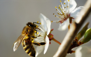 Odgovorno korištenje pesticida štiti pčele