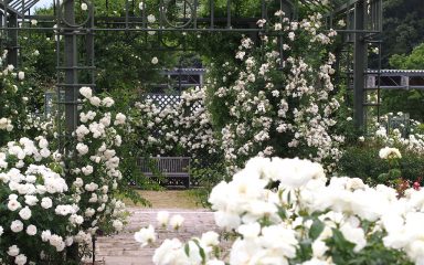Ruže su prave ljepotice svibnja: Bijeli slapovi nevinosti i mira