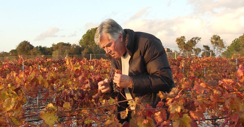 U vinogradima na Punta Skali istodobno režu lozu i trgaju čehulje