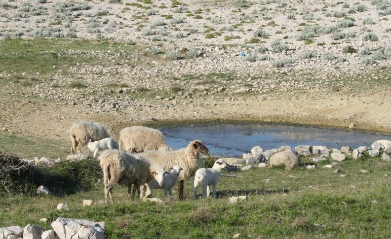 Suhi paški pašnjaci u iščekivanju obilnije kiše