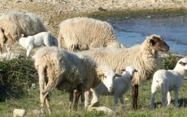 Uzgajivači ovaca i koza traže snižavanje stope PDV-a na sir na pet posto: ‘Sve veći broj uzgajivača odustaje od proizvodnje’