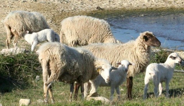 Uzgajivači ovaca i koza traže snižavanje stope PDV-a na sir na pet posto: 'Sve veći broj uzgajivača odustaje od proizvodnje'