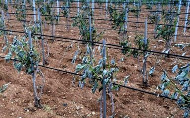 Ministarstvo poljoprivrede poslalo važnu obavijest zadarskim vinogradarima