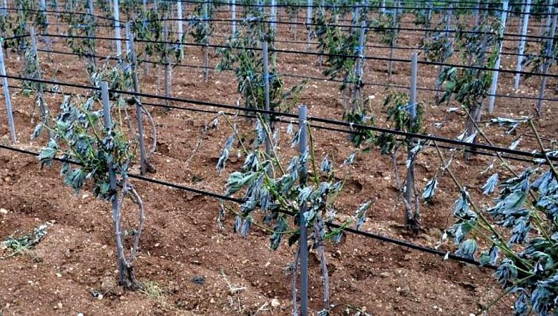 Ministarstvo poljoprivrede poslalo važnu obavijest zadarskim vinogradarima