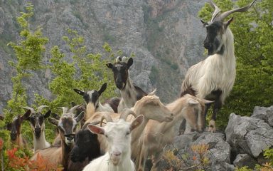 Kuga malih preživača stigla u Zadarsku županiju, u općini Gračac eutanazirano 75 životinja