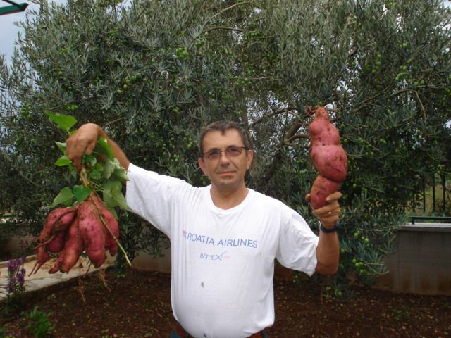 Uzgojio batat težak 2,25 kilograma