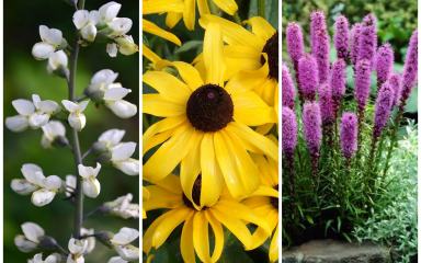 Cvijeće koje pčele vole: 7 biljaka kojima ćete pomoći marljivim radilicama