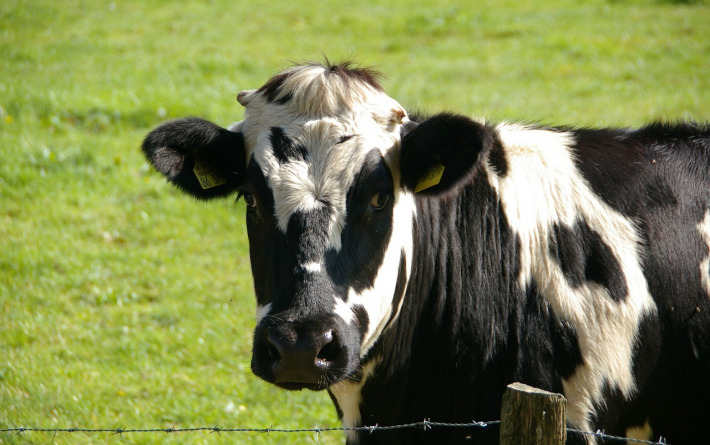 Krava u 14 godina dala 220 tisuća kilograma mlijeka