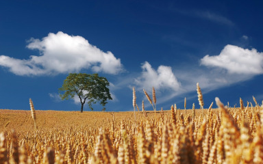 EU privremeno zabranio uvoz ukrajinskih žitarica u 5 država članica