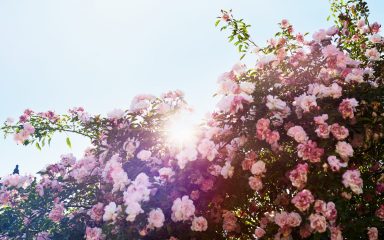 Ruže penjačice: mirisni slapovi vrta