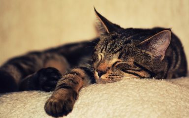 Što trebate znati o trzanju mačaka u snu i kada se zabrinuti