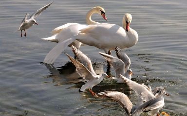 Potvrđena influenca ptica u Koprivničko-križevačkoj županiji