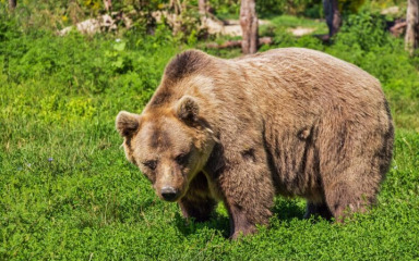 Medvjed napao zaštitara u BiH, prošli tjedan životinja šetala Sarajevom