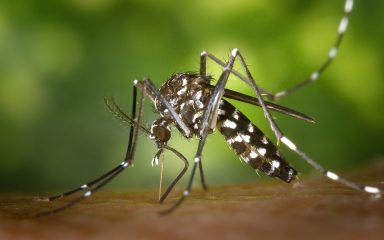 Napadaju vas komarci? To bi moglo ovisiti i o tome sa čime se tuširate