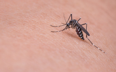 Evo kako se riješiti komaraca na prirodan način