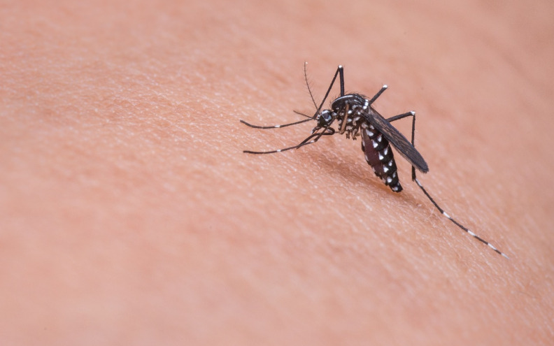 Evo kako se riješiti komaraca na prirodan način