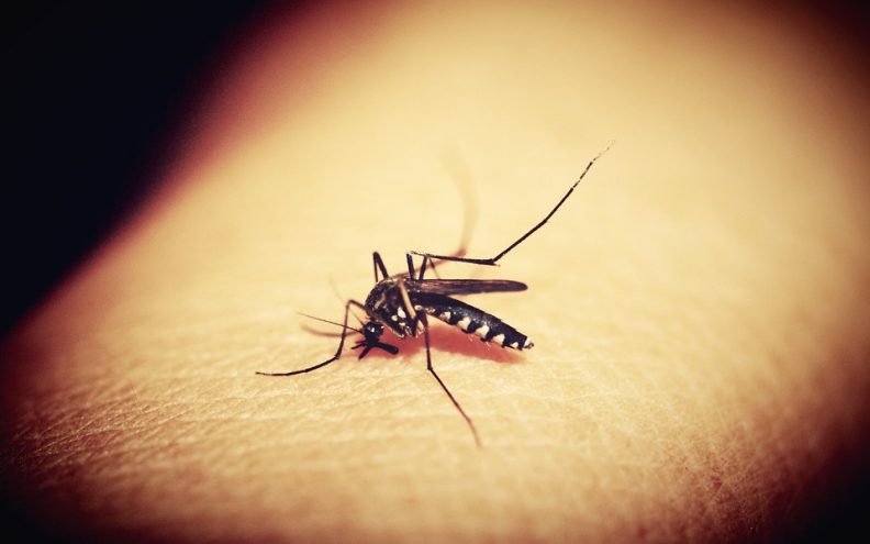 Jeste li magnet za komarce? To bi moglo biti iz ovog specifičnog razloga (koji ne očekujete)