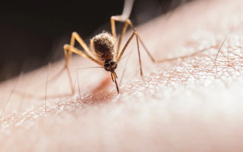 Umirujuće, osvježavajuće i super jednostavno ulje za ubode komaraca