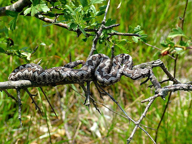 Zmije, pauci, šišmiši, krpelji…