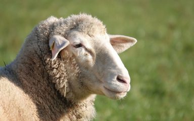 Ako u polju vidite ovcu da leži na leđima, nemojte se smijati i fotkati nego joj pomozite