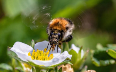 Svjetski je dan pčela, dragocjenih kukaca nužnih za opstanak planeta