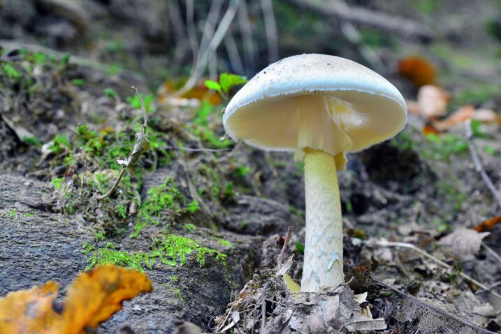 Znanstvenici tvrde da imaju protuotrov protiv najsmrtonosnije gljive na svijetu