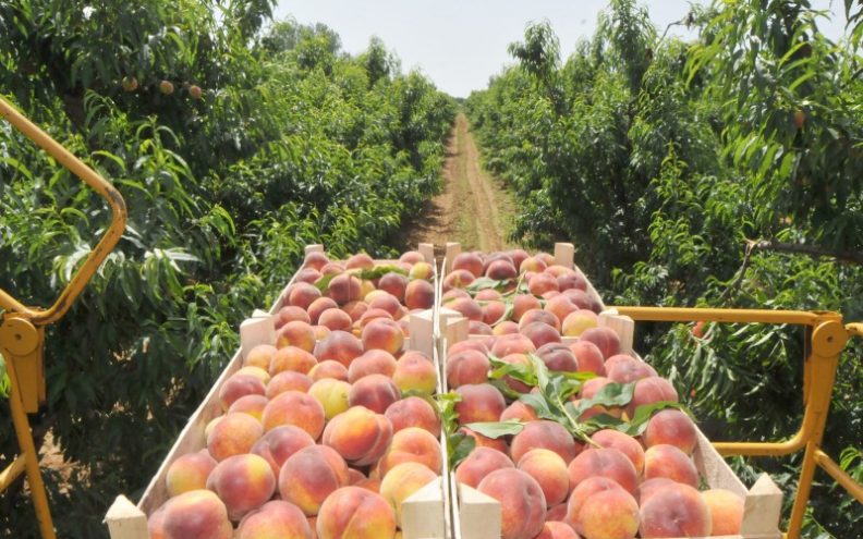 Ministarstvo poljoprivrede objavilo obavijest proizvođačima koštičavog voća!