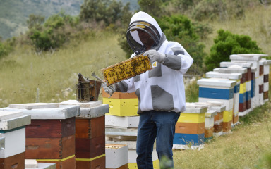 Pčelar Bukvić o problemima i prevarantima: ‘Žele samo dobiti poticaj te pčelariti tri godine…’