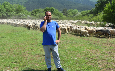 Zadarski trgovci od nas otkupljuju većinu janjaca i ovaca