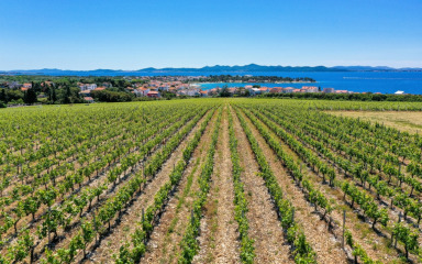 Kraljevski vinogradi nižu zlata na međunarodnim natjecanjima