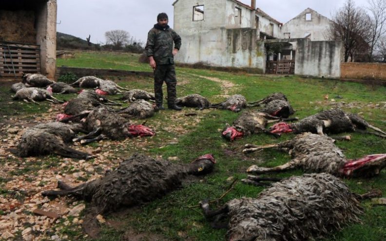 Vukovi zaklali 30 ovaca