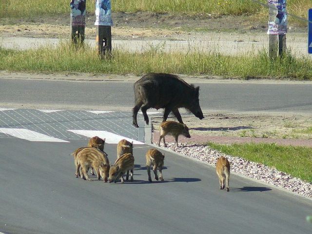 Dobio odštetu za sudar s veprom