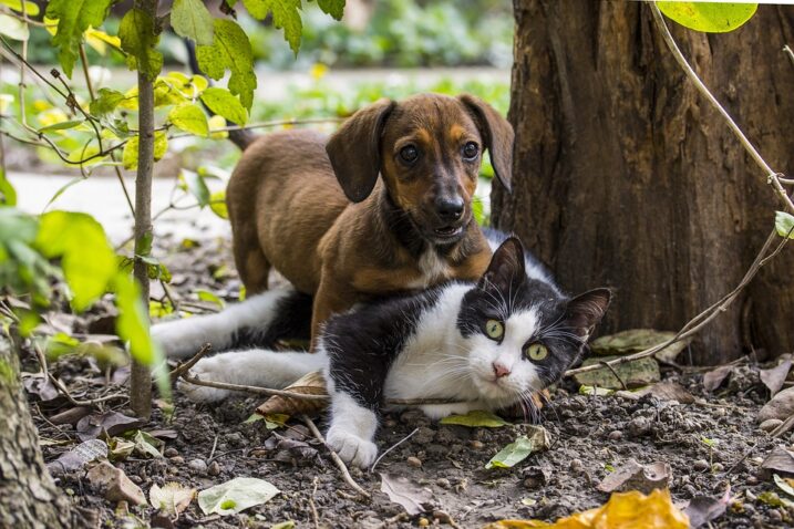 Krpelji prijete ljubimcima: Ovo je najbolji trik za njihovo sigurno uklanjanje s mačaka i pasa