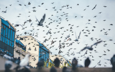 Indijska policija čuva jato golubova za slučaj prekida svih komunikacija