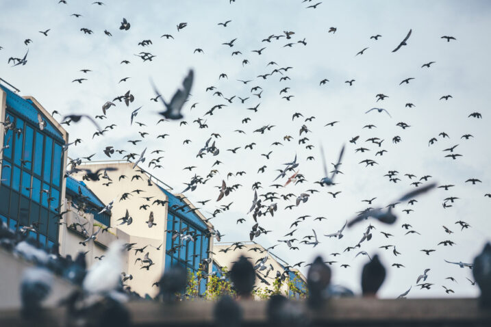 Indijska policija čuva jato golubova za slučaj prekida svih komunikacija