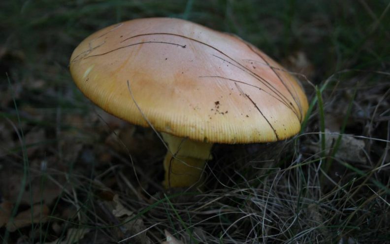 Kiša ozarila lica gljivara i maslinara