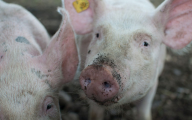 Afrička svinjska kuga po prvi puta potvrđena u Hrvatskoj